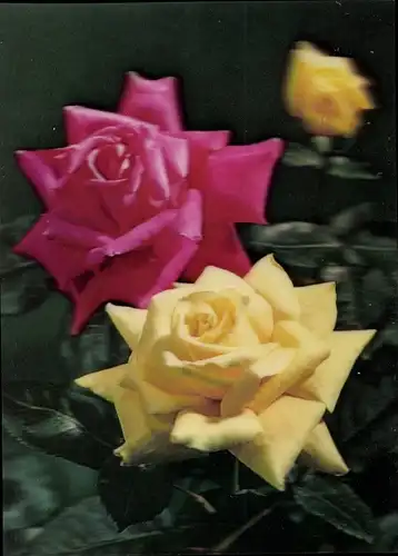 3 D Ak Rote und gelbe Rosen, Roses
