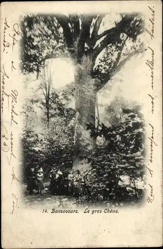 Ak Bon Secours Bonsecours Péruwelz Hennegau, Le Gros chêne