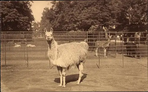 Ak Anvers Antwerpen Flandern, Jardin Zoologique, Dierentuin, Lamagehege