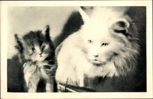 Foto Ak Weiße Katze und getigertes Kätzchen