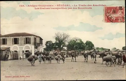 Ak Senegal, La Traite des Arachides, Les Graines transportees par des Bourricots