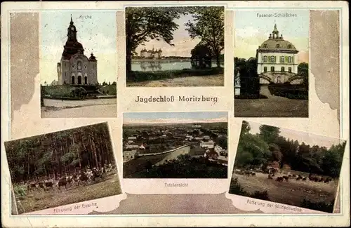 Ak Moritzburg in Sachsen, Jagdschloss, Fasanen Schlösschen, Kirche, Fütterung der Wildschweine