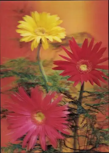 3 D Ak Gerbera, bunte Blüten