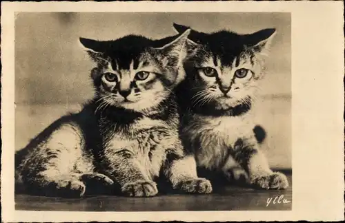Ak Zwei junge Katzen, Katzenportrait, Tierportrait