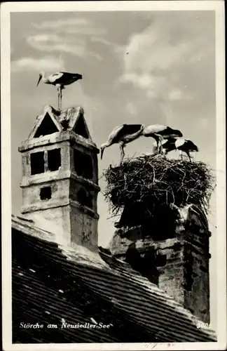Ak Neusiedl am See Burgenland, Störche am Neusiedler See