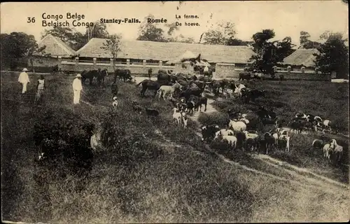 Ganzsachen Ak DR Kongo Zaire, Congo Belge, Stanley Falls, Romée, La Ferme, Rinder