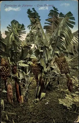 Ak Gran Canaria Kanarische Inseln, Plantacion de Platanos