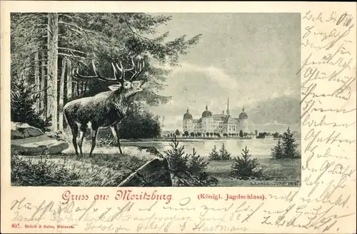 Ak Moritzburg in Sachsen, Königl. Jagdschloss, Hirsch