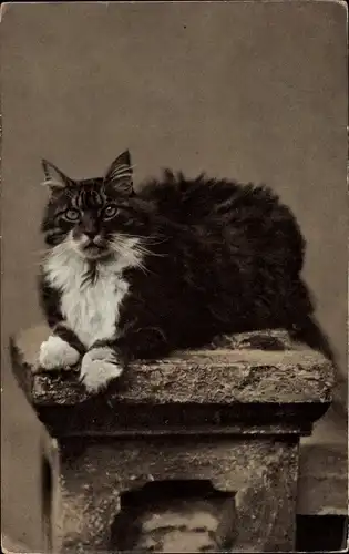 Ak Katze auf einem Steinpfosten sitzend