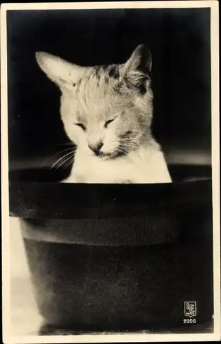 Ak Junge Katze in einem Hut