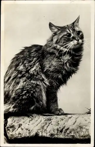 Ak Sitzende langhaarige Katze, Tierportrait