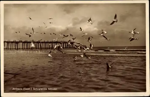 Ak Ostseebad Ahlbeck Heringsdorf auf Usedom, Schreiende Seemöwen, Steg