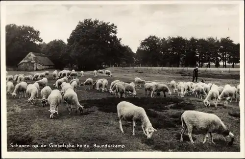 Ak Buunderkamp Gelderland, Schapen op de Ginkelsche heide