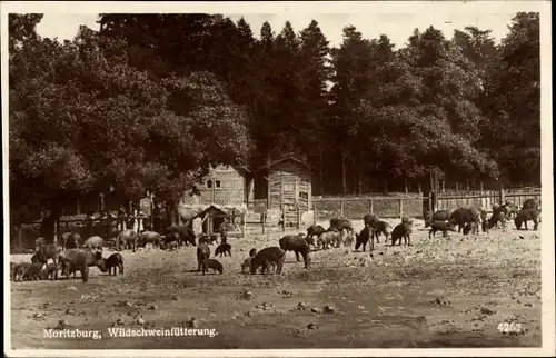 Ak Moritzburg in Sachsen, Wildschweinfütterung