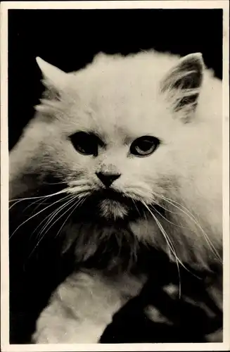 Ak Katze, Tierportrait