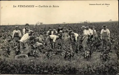 Ak Les Vendanges, Cueillette du Raisin