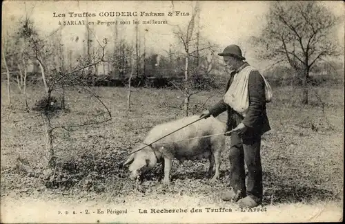Ak Les Truffes Couderc Freres & Fils, Sarlat en Perigord, La Recherche des Truffes, Trüffelschwein