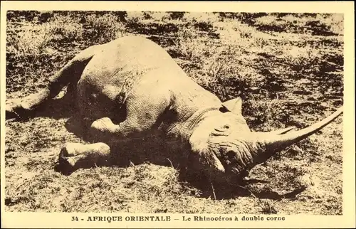 Ak Afrique Orientale, Le Rhinocéros a double corne, Jagd, erlegtes Nashorn
