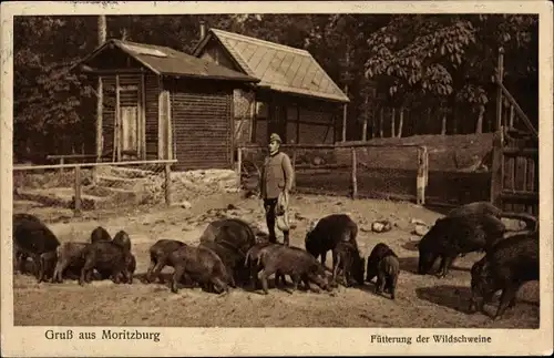 Ak Moritzburg in Sachsen, Fütterung der Wildschweine