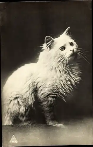 Ak Weiße langhaarige Katze, Tierportrait