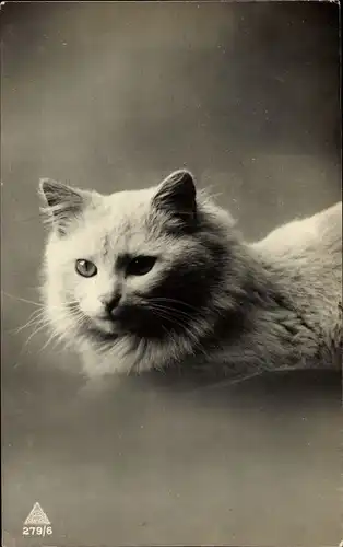 Ak Weiße Katze, Tierportrait