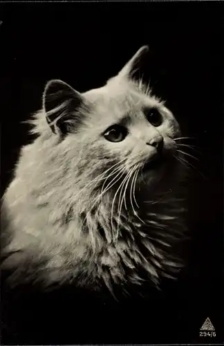 Ak Weiße Katze, Tierportrait