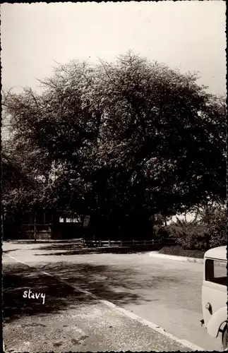 Ak Mahajanga Majunga Madagaskar, Le Baobab