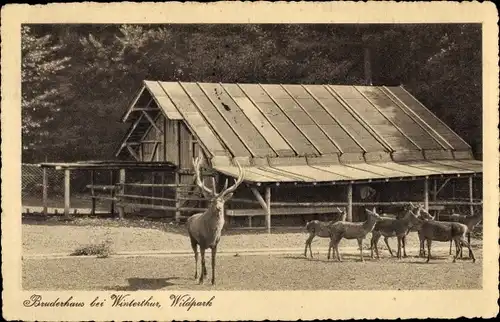 Ak Bruderhaus bei Winterthur Kt Zürich Schweiz, Wildpark, Hirsch, Rehe