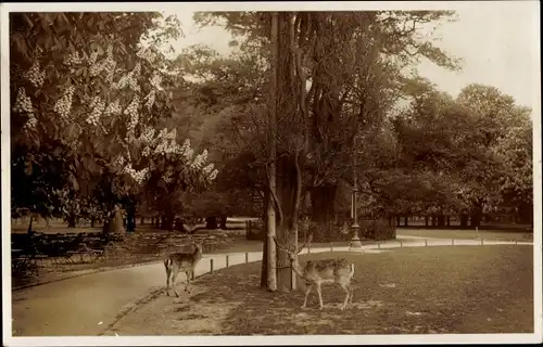 Ak Hannover in Niedersachsen, Tiergarten, Rehe