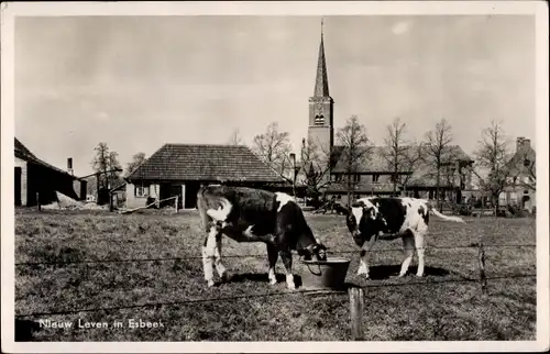 Ak Esbeek Nordbrabant Niederlande, Nieuw Leven, Kühe weiden, Kirche