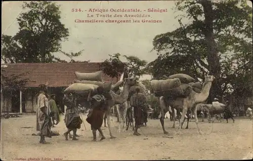 Ak Senegal, Afrique occidentale, La Traite des Arachides, Chameliers chargeant les Graines