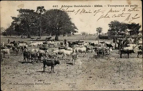 Ak Senegal, Afrique Occidentale, Troupeaux au puits