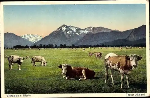 Ak Kanton Bern, Blümlisalp und Niesen, Kühe