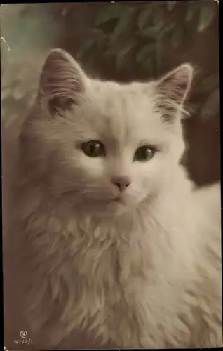 Ak Weiße Katze, Tierportrait, Liersch 6772/1