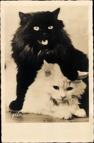 Ak Schwarze und weiße langhaarige Katze, Tierportrait