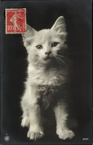 Ak Junge weiße Katze, Tierportrait, NPG 2447