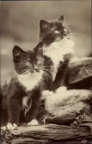 Ak Zwei junge schwarz-weiße Katzen