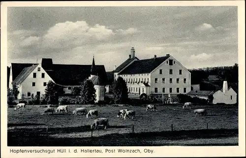 Ak Hüll in der Hallertau Oberbayern, Hopfenversuchsgut Hüll, Kühe