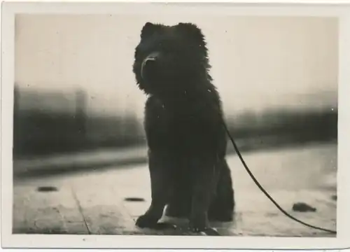 Sammelbild Zeppelin Weltfahrten Nr. 123 LZ 127 Graf Zeppelin Fahrtbetrieb, Der Bordhund