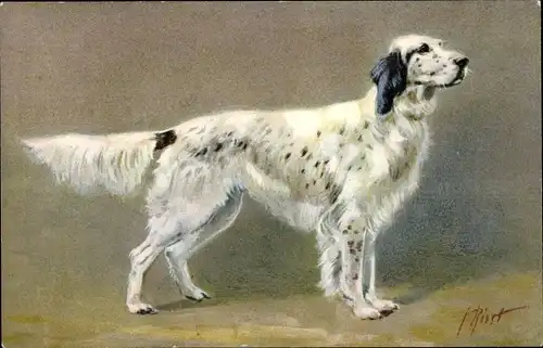 Künstler Ak Cocker Spaniel, Epagneul, Hundeportrait