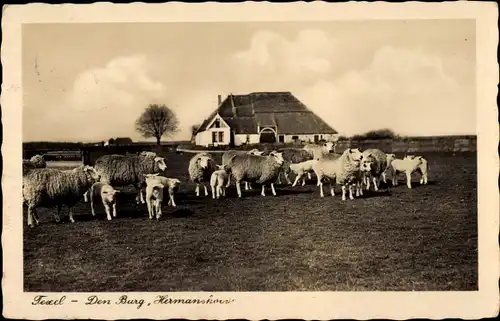 Ak Texel Nordholland Niederlande, Den Burg, Hermanskow