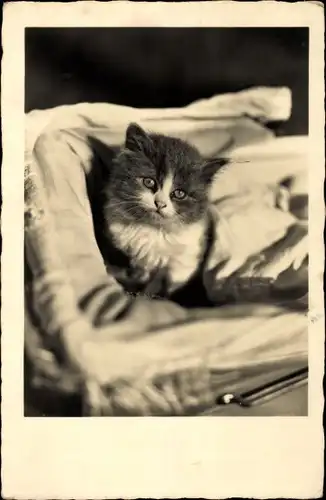 Foto Ak Junge Katze in einem Puppenwagen