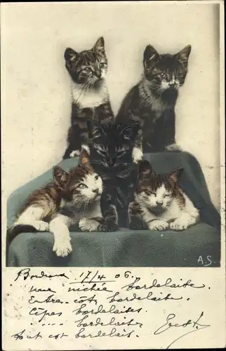 Ak Fünf junge getigerte Katzen