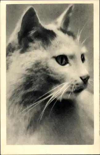 Ak Katze, Tierportrait