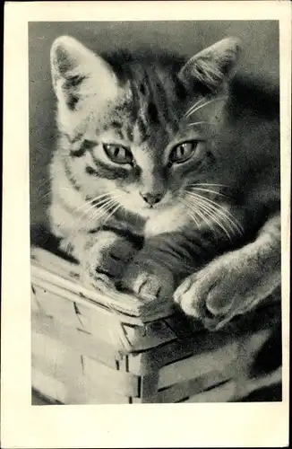 Ak Junge Katze in einem Korb, Tierportrait