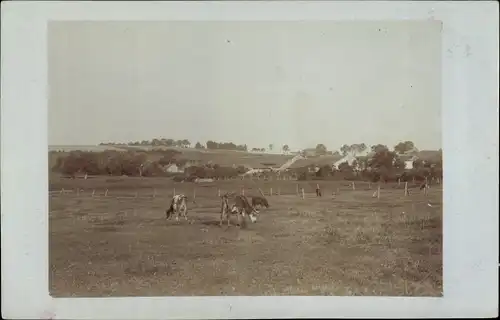 Foto Ak Breisach am Oberrhein, Ortsansicht, weidende Kühe