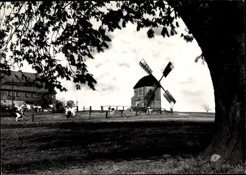 Ak Kottmarsdorf Kottmar in der Oberlausitz, Windmühle, Kühe