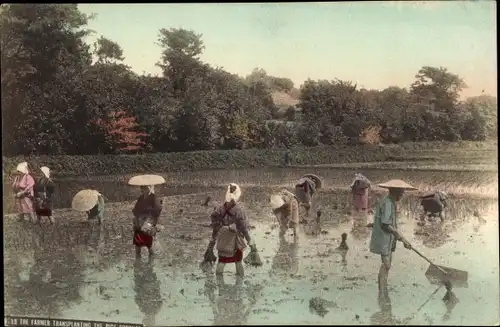 Ak Japan, Japanische Bauern, Reisfelder, Ernte, Landwirtschaft