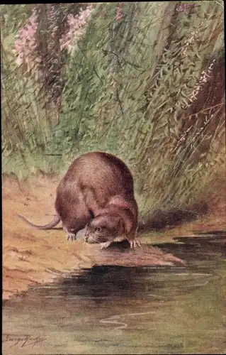 Künstler Ak Water Rat, Schwimmratte