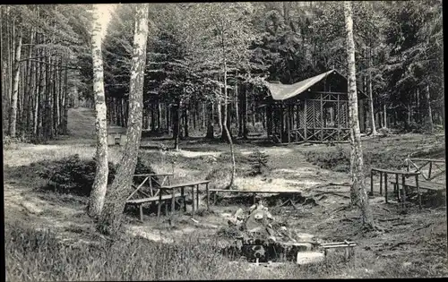 Ak Triptis in Thüringen, Rodeborn, Waldpartie